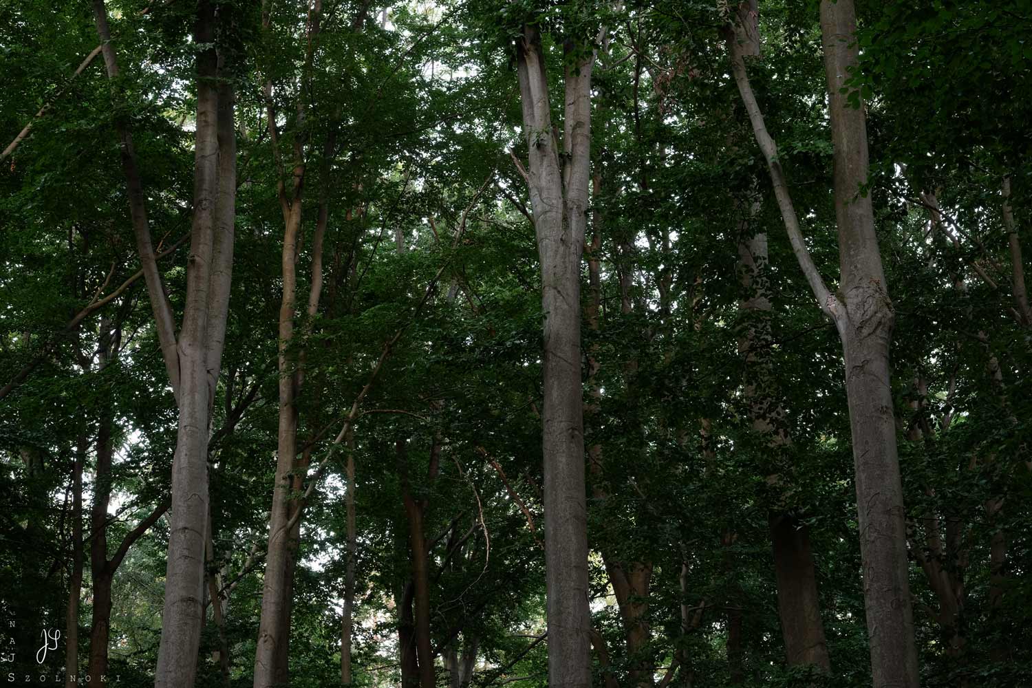 Dunkler, säulenartiger Wald mit mächtigen, grauen Baumstämmen, die ein gewölbeartiges Kronendach bilden.