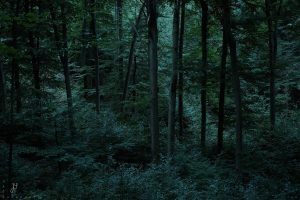 Tiefblauer, dichter Wald kurz vor Eintreten absoluter Dunkelheit.